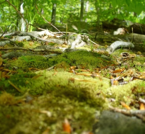 Lush forest ground